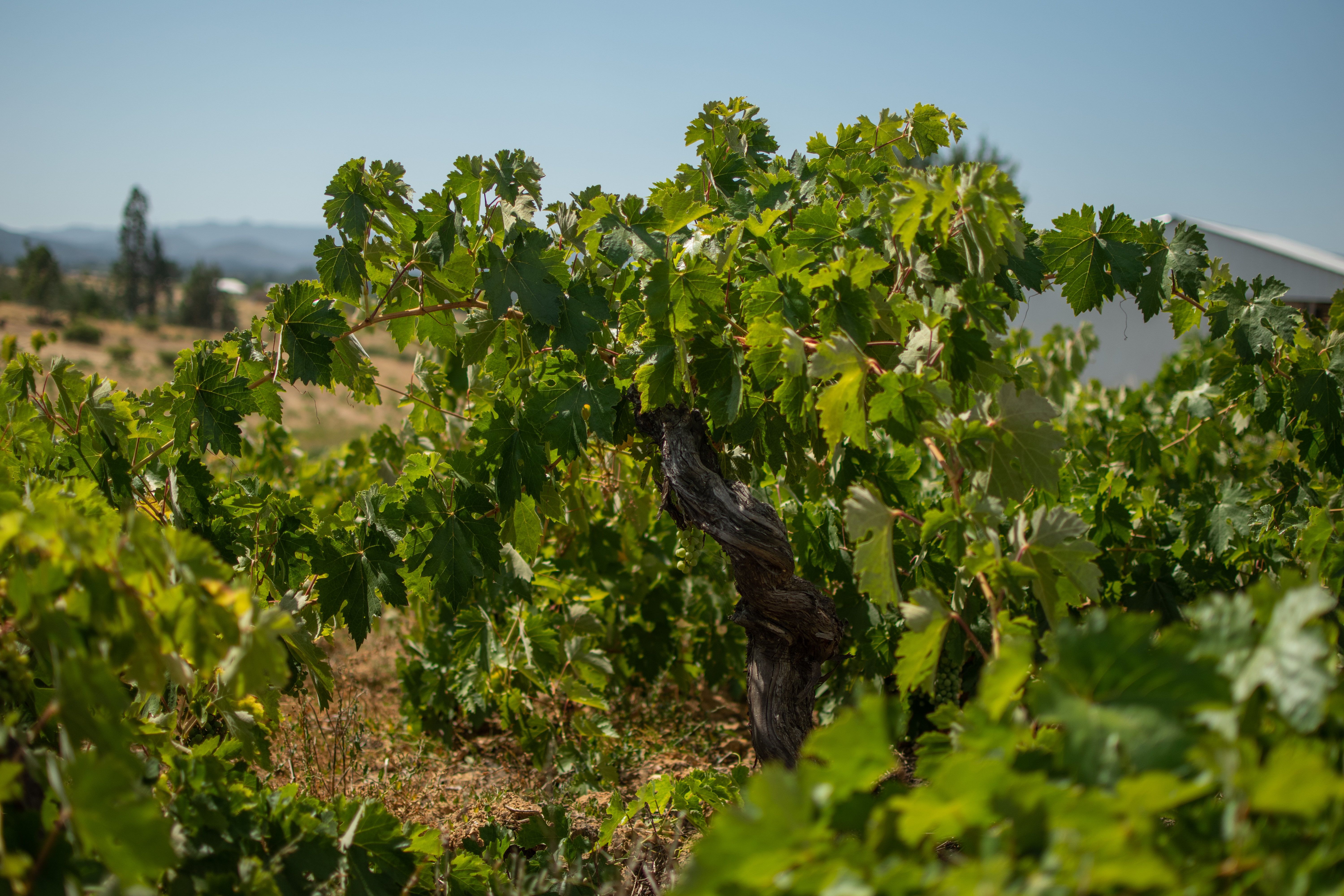 Viñedos centenarios de la cepa País y Carignan en el secano del Maule al atardecer
